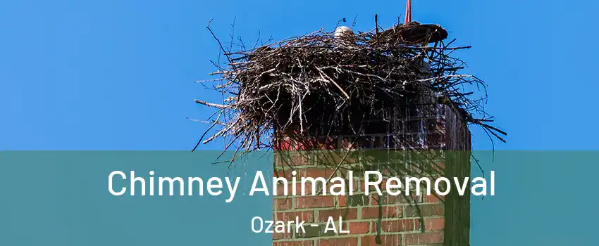  Chimney Animal Removal Ozark - AL