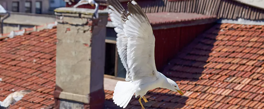 Residential Chimney Animal Removal Solution in Ozark, AL