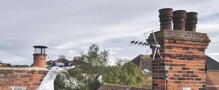 Chimney Cleaning And Restoration in Ozark, Alabama